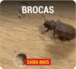 brocas